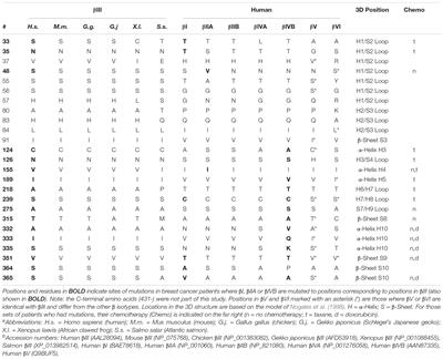 Possible Roles of Specific Amino Acids in β-Tubulin Isotypes in the Growth and Maintenance of Neurons: Novel Insights From Cephalopod Mollusks